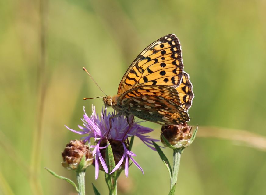 Argynnis aglaja - kerekfoltú gyöngyházlepke