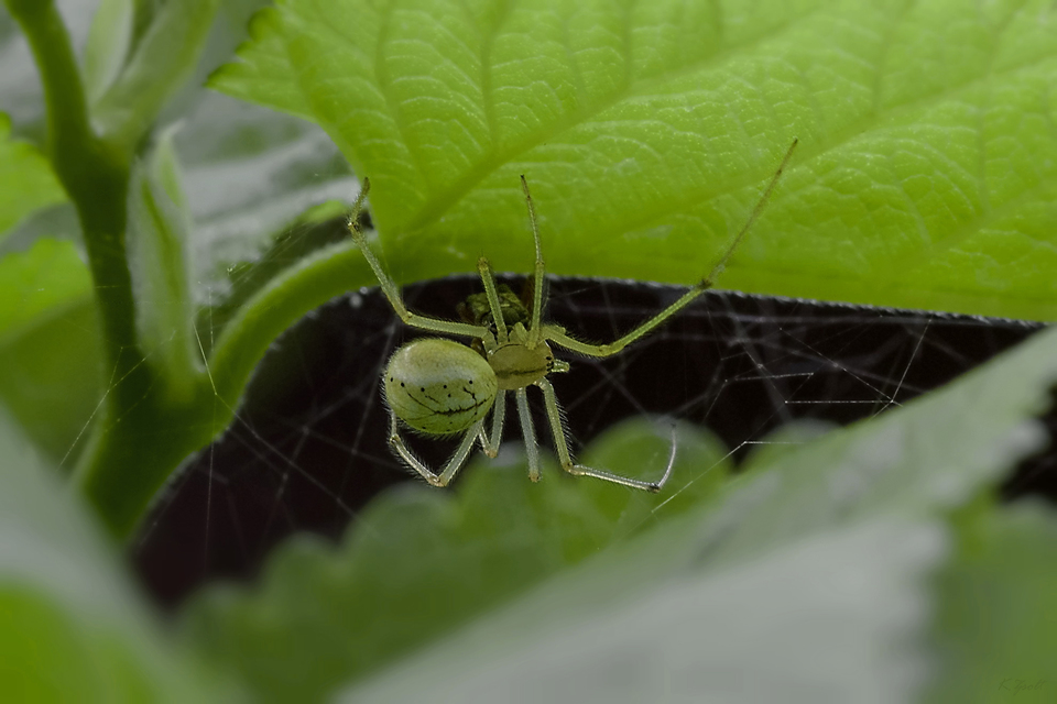 Enoplognatha ovata/latimana