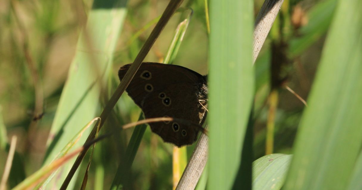 Aphantopus hyperanthus - közönséges ökörszemlepke