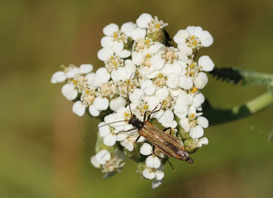 Oedemera femorata - sárgahátú álcincér