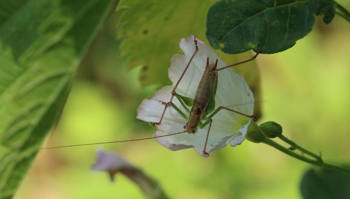 Leptophyes albovittata - közönséges virágszöcske