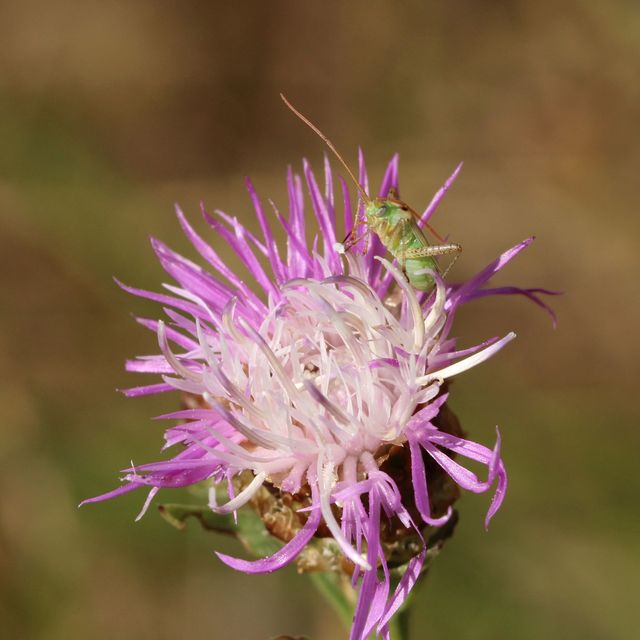 Adelphocoris lineolatus - lucernapoloska