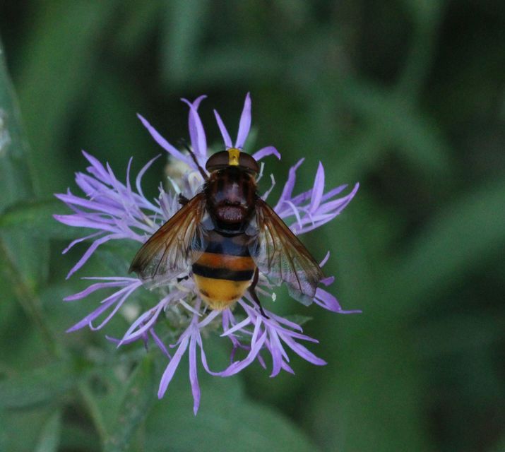Volucella zonaria - kétöves pihelégy