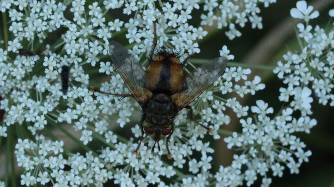 Tachina fera - közönséges fürkészlégy