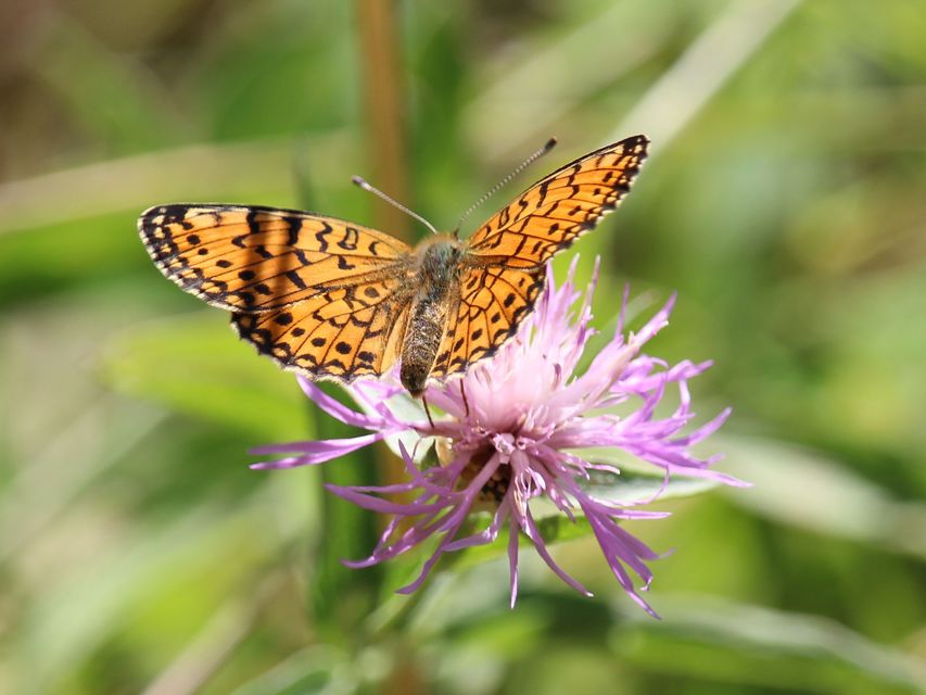 Boloria selene - fakó gyöngyházlepke