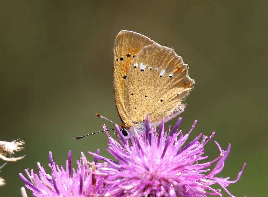 Lycaena virgaureae - arany-tűzlepke