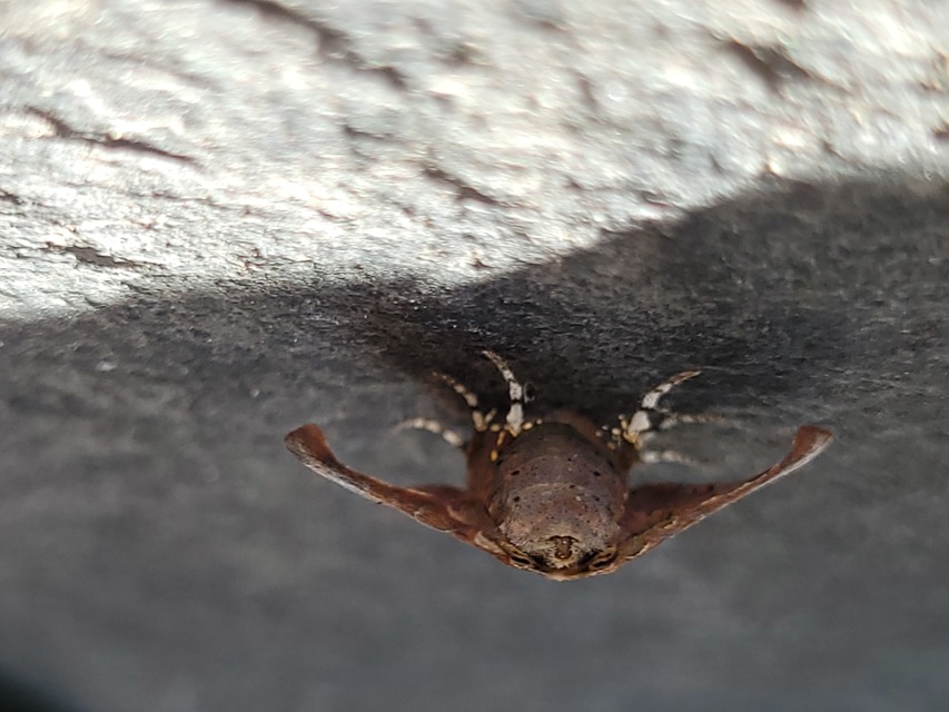 Scoliopteryx libatrix - vörös csipkésbagoly