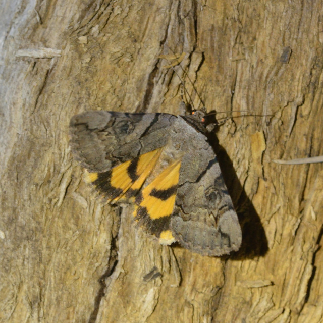 Catocala hymenaea - kökény-övesbagoly