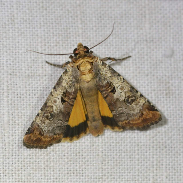 Epilecta linogrisea - karcsú sárgafűbagoly