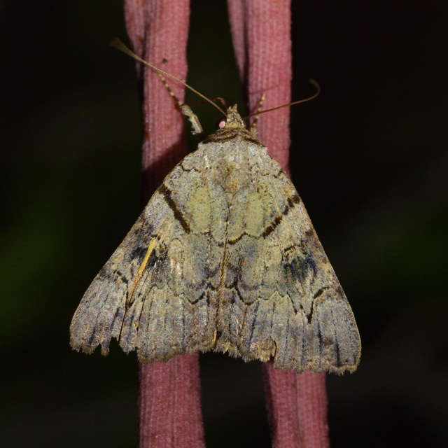 Catocala hymenaea - kökény-övesbagoly