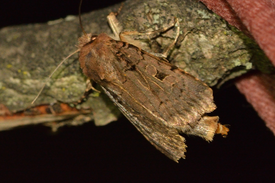Chersotis rectangula - barna földibagoly
