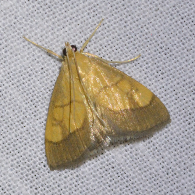 Evergestis limbata - közönséges dudvamoly