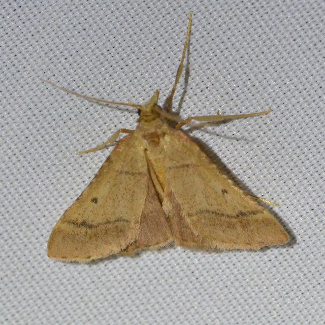 Stemmatophora honestalis - karsztlakó fényilonca