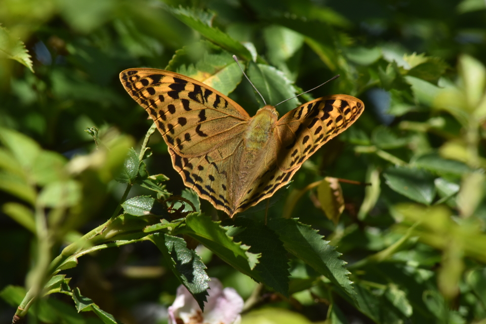 Argynnis pandora - zöldes gyöngyházlepke