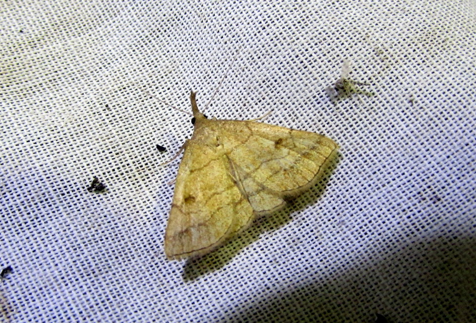 Polypogon gryphalis - láperdei karcsúbagoly