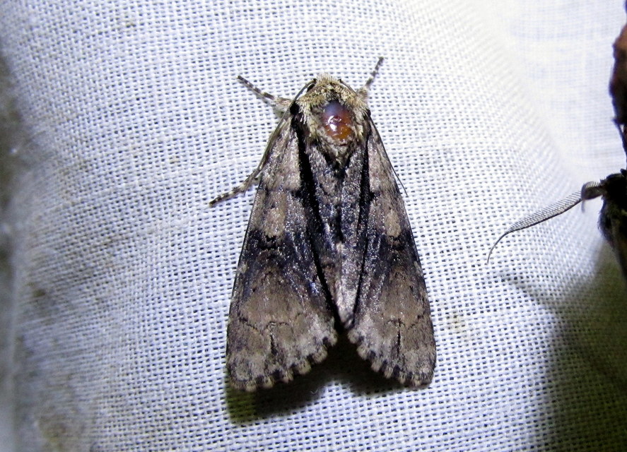 Acronicta alni - éger-szigonyosbagoly
