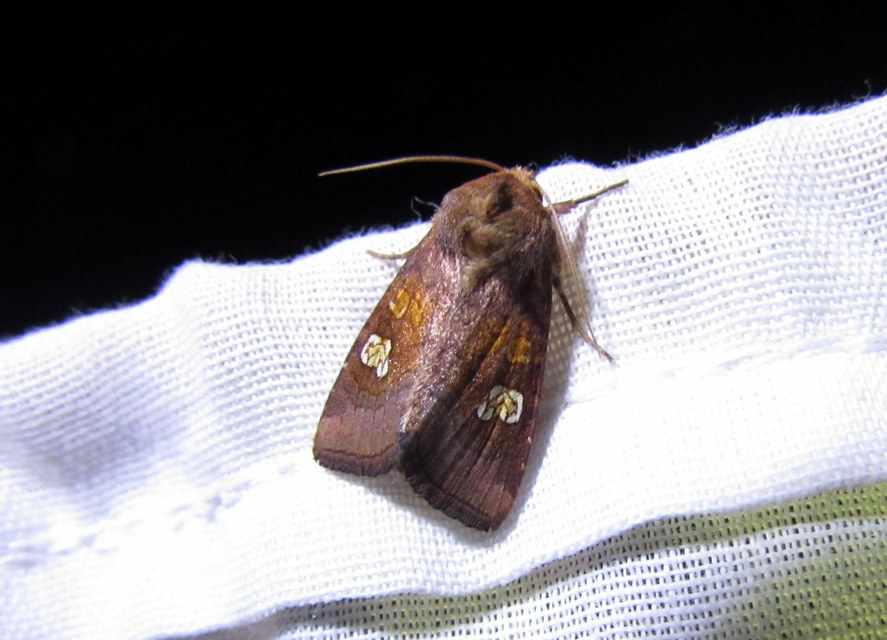 Amphipoea oculea - nagyfoltú lápibagoly