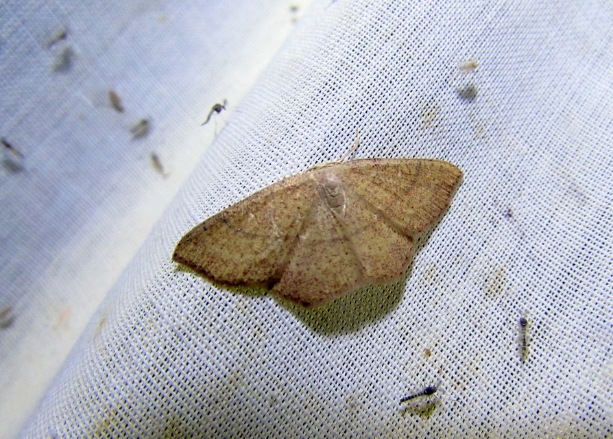 Cyclophora ruficiliaria - vörösrojtú pettyesaraszoló