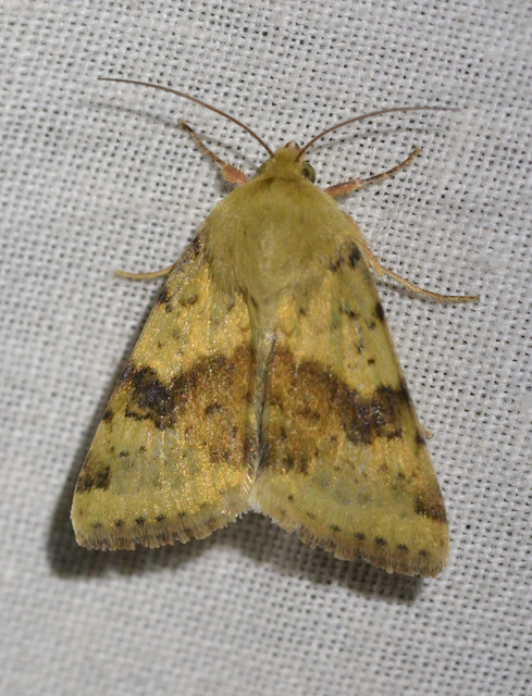 Heliothis viriplaca - mácsonyabagoly
