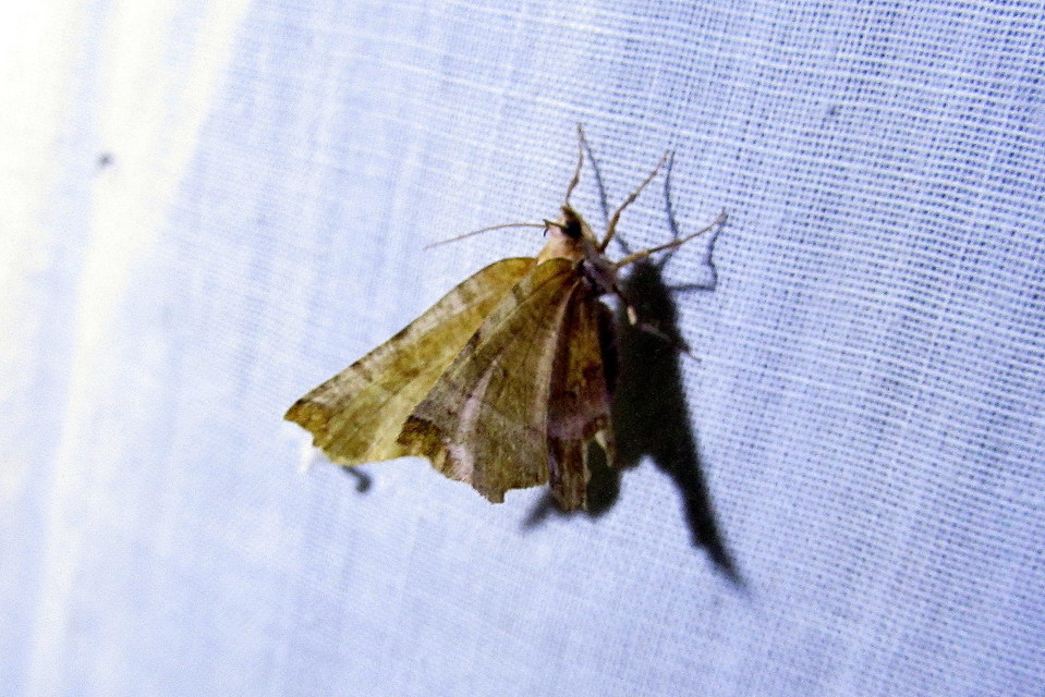Selenia dentaria - kétfoltos holdasaraszoló