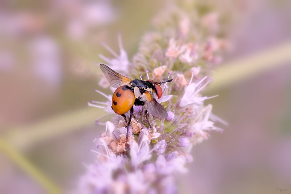 Gymnosoma