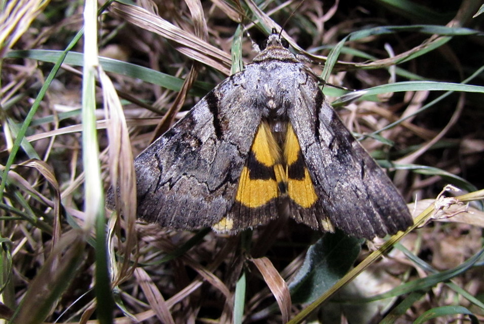 Catocala hymenaea - kökény-övesbagoly