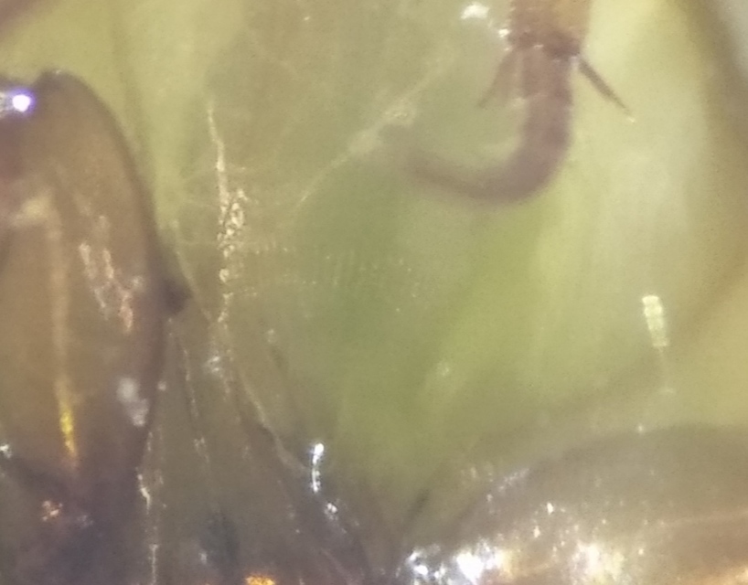 Laccophilus hyalinus - cirpelő bukóbogár