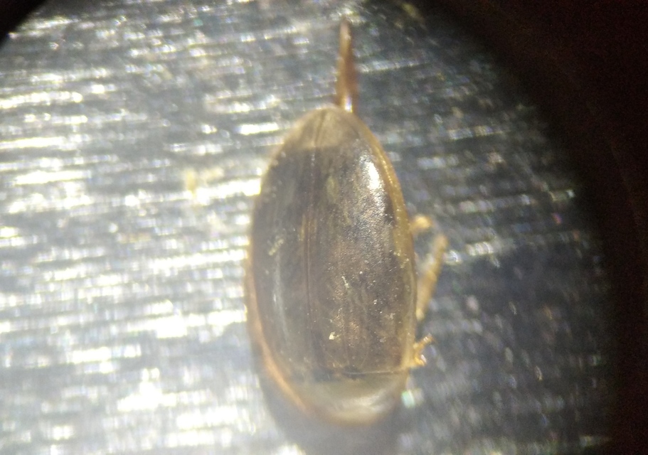 Laccophilus minutus - néma bukóbogár Laccophilus minutus - néma bukóbogár