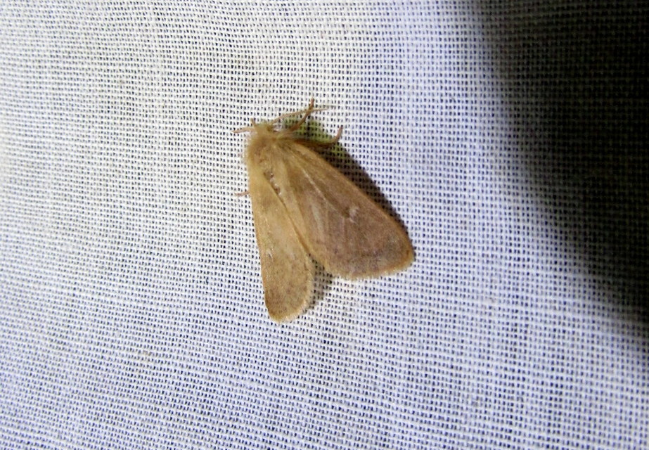 Ocneria rubea - rőt gyapjaslepke