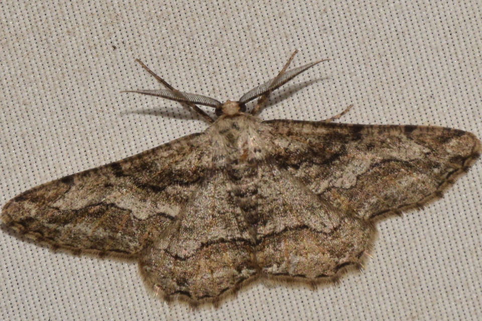 Synopsia sociaria - ürömaraszoló