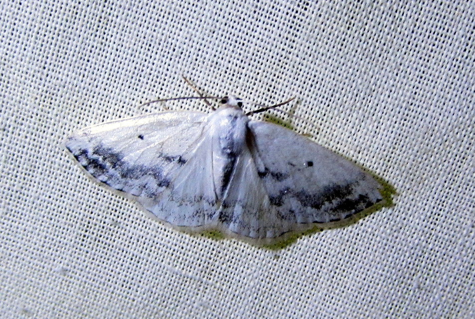 Lomographa temerata - foltos fehéraraszoló