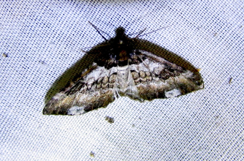 Melanthia procellata - hullámos tarkaaraszoló
