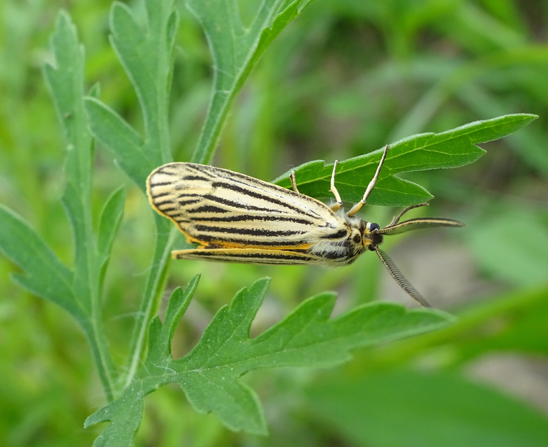 Spiris striata - csíkos molyszövő