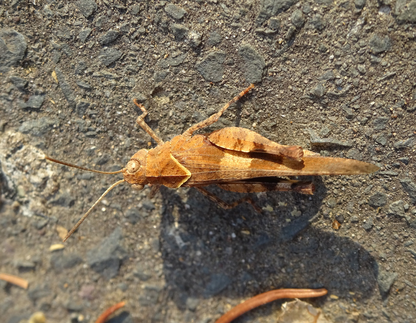 Oedipoda caerulescens - kékszárnyú sáska