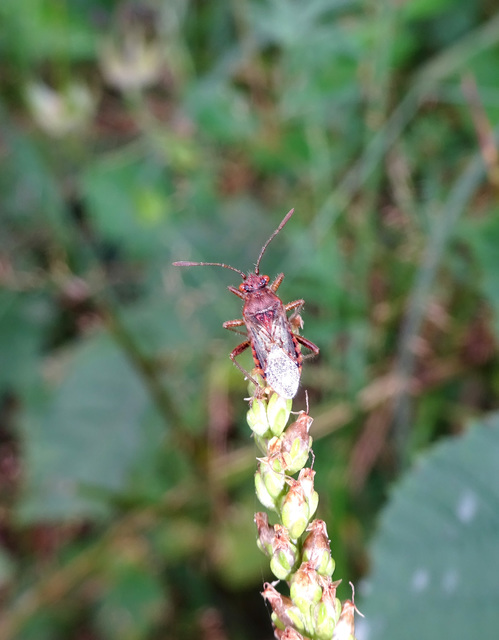 Rhopalus