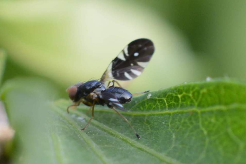 Aciura coryli