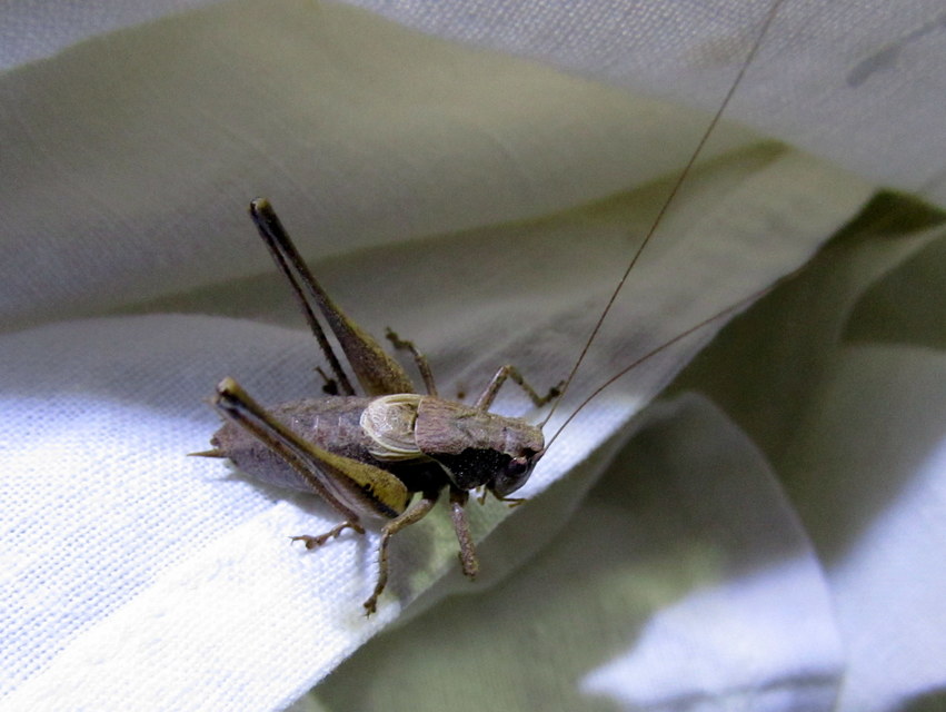 Pholidoptera griseoaptera - szürke avarszöcske