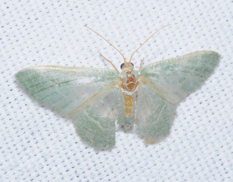 Phaiogramma etruscaria - fehérpettyes zöldaraszoló