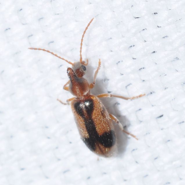 Notoxus monoceros - sárgahasú nyakszarvúbogár