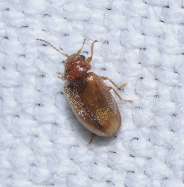 Scirtidae - rétbogárfélék
