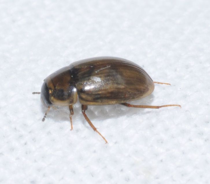 Enochrus Enochrus