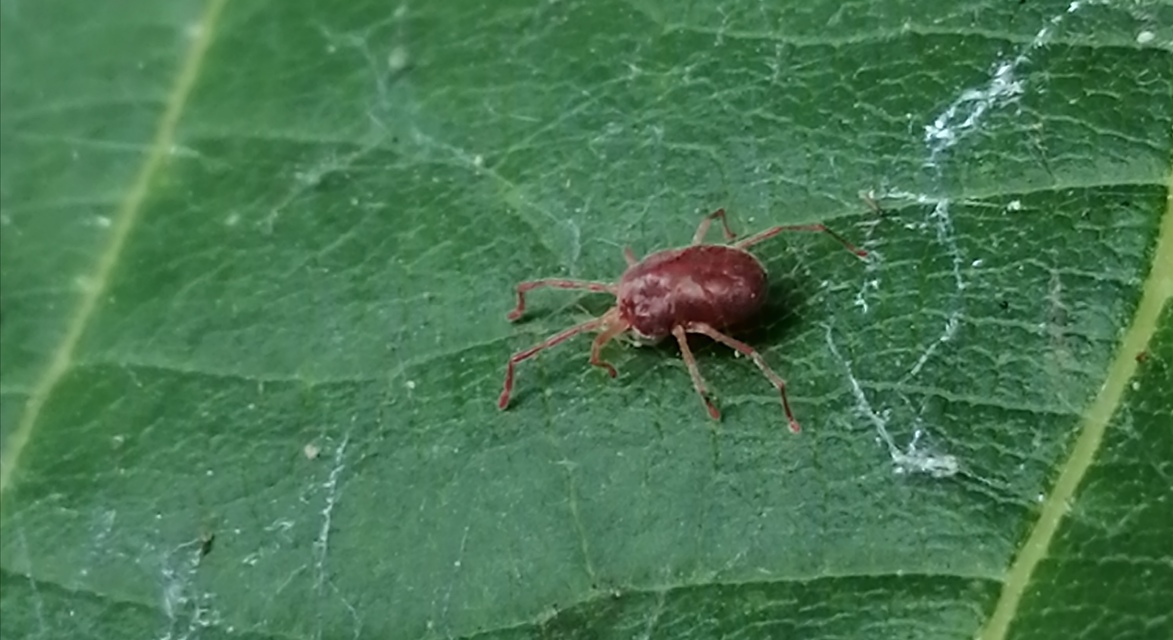 Erythraeidae