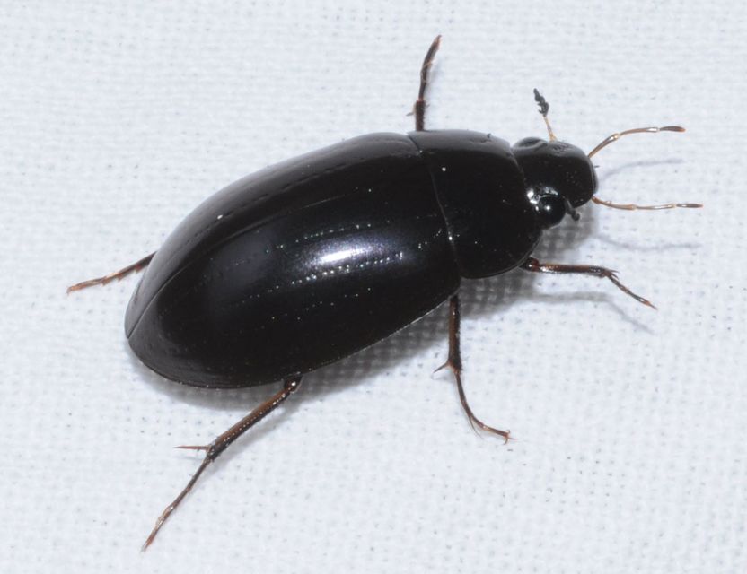 Hydrochara caraboides - kis csibor