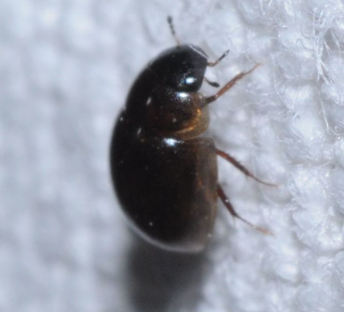 Anacaena