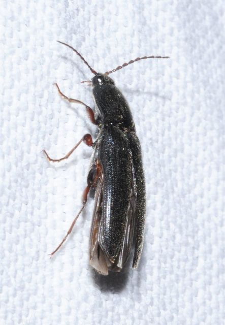 Melanotus