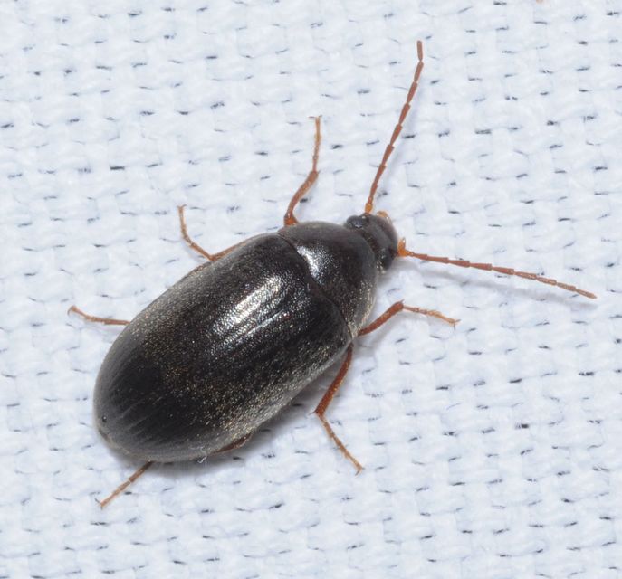 Hymenalia rufipes - rőtlábú alkonybogár