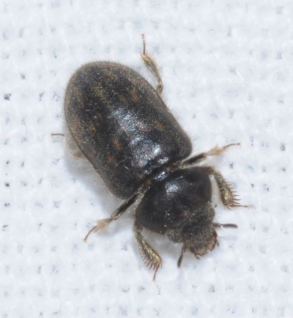 Heterocerus