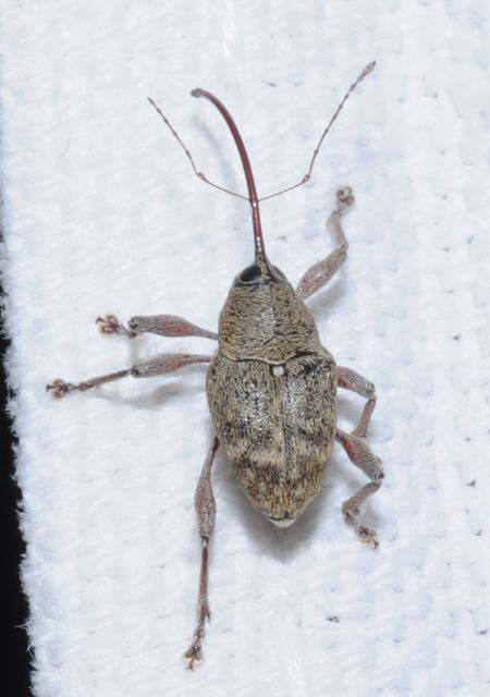 Curculio glandium - tölgymakkzsuzsóka