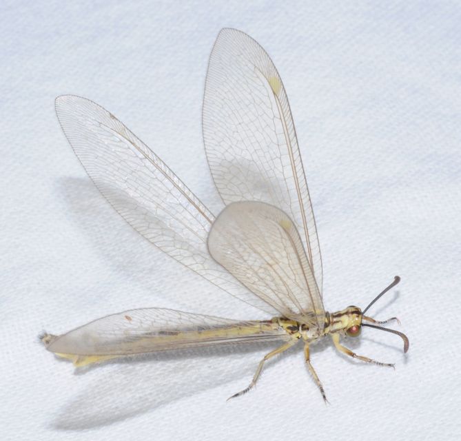 Myrmecaelurus trigrammus - hangyafarkas