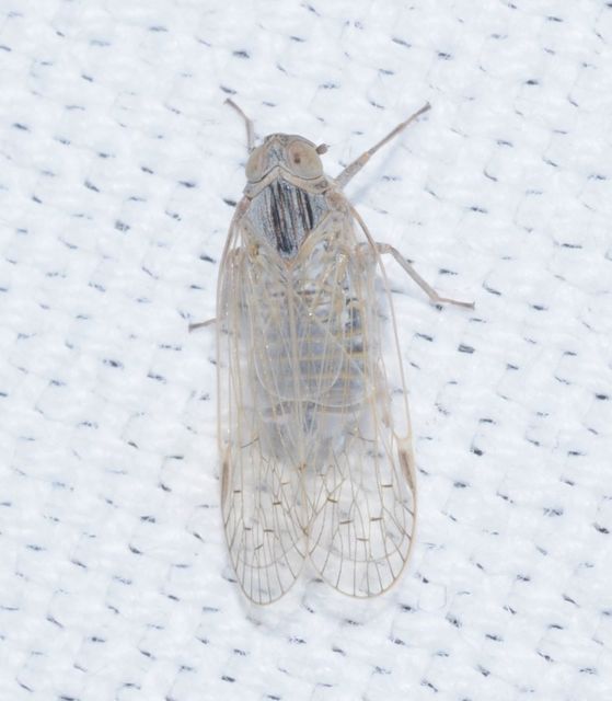 Cixiidae - recéskabócák
